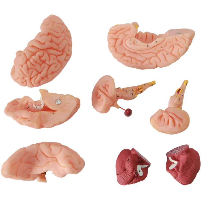 Модель мозговой артерии 1: 1 Модель анатомии мозга с сагиттальным разрезом головного мозга, полушарием мозжечка и стволом головного мозга